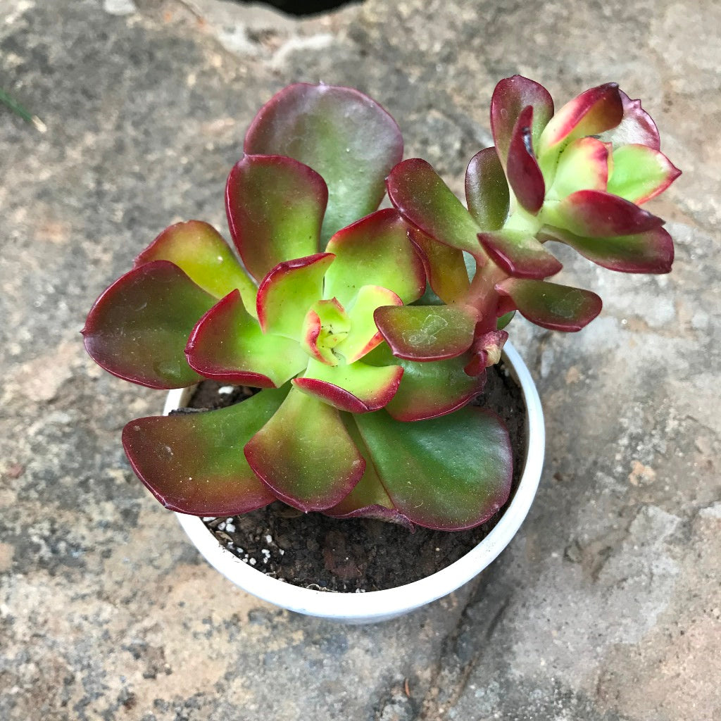  Crassula Ovata Crosbys Dwarf Succulent Plant