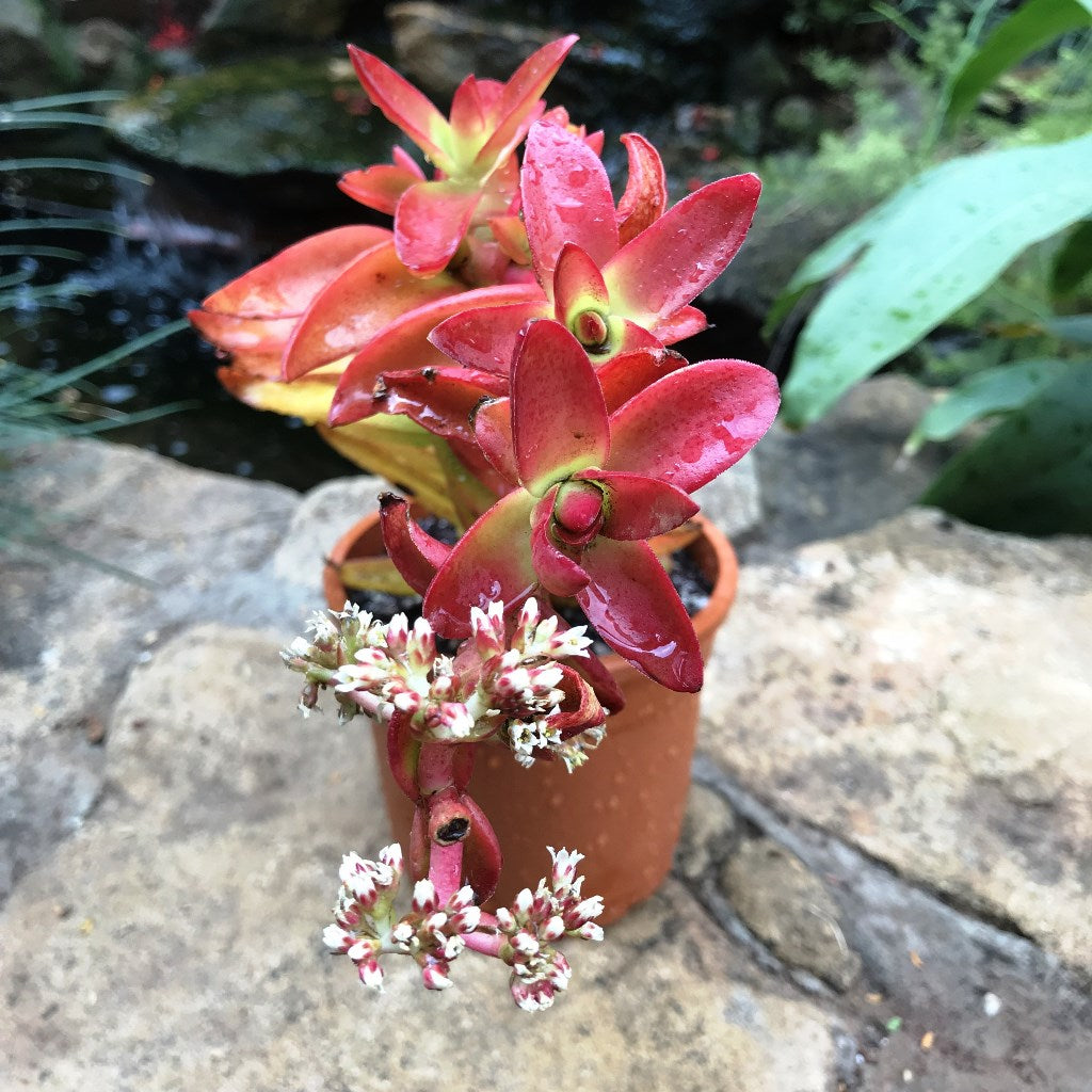  Crassula Capitella Campfire Succulent Plant