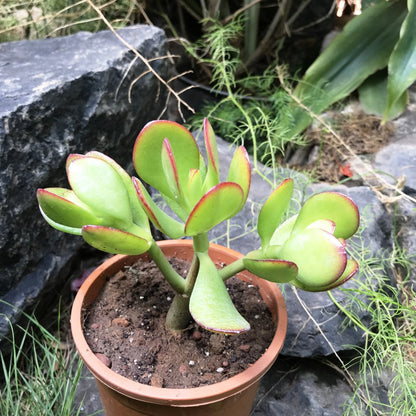  Crassula Ovata Compacta Succulent Plant