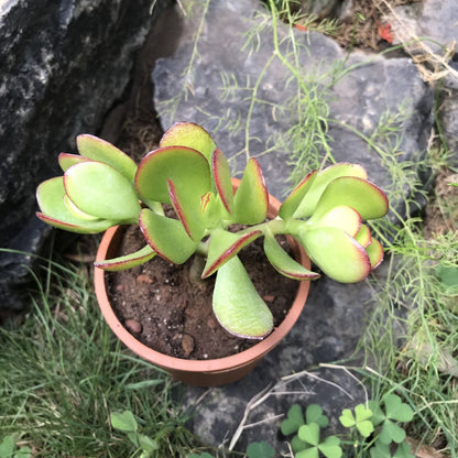  Crassula Ovata Compacta Succulent Plant