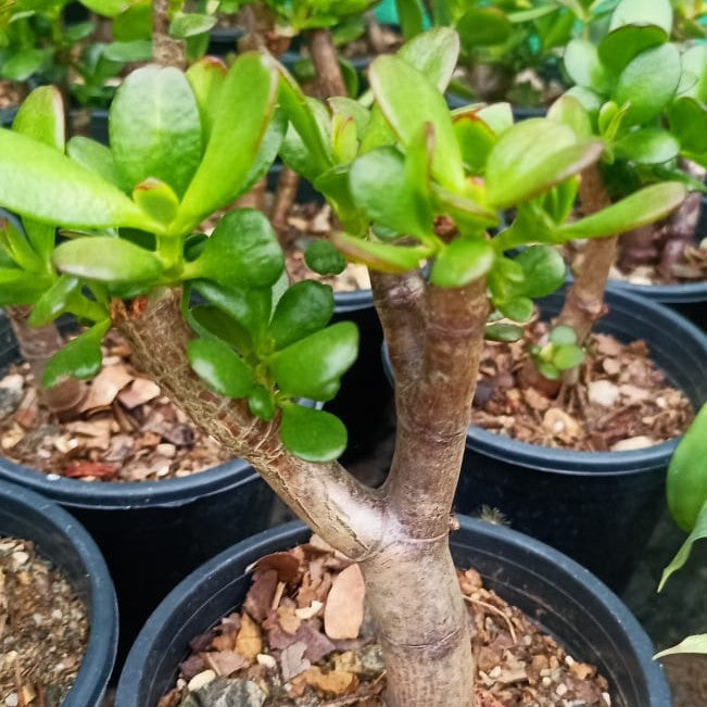  Crassula Ovata Succulent Plant