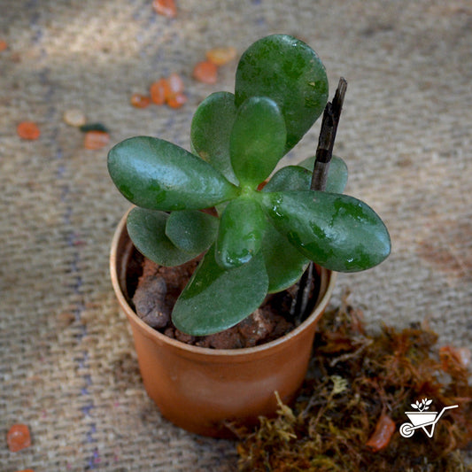  Crassula Ovata Succulent Plant