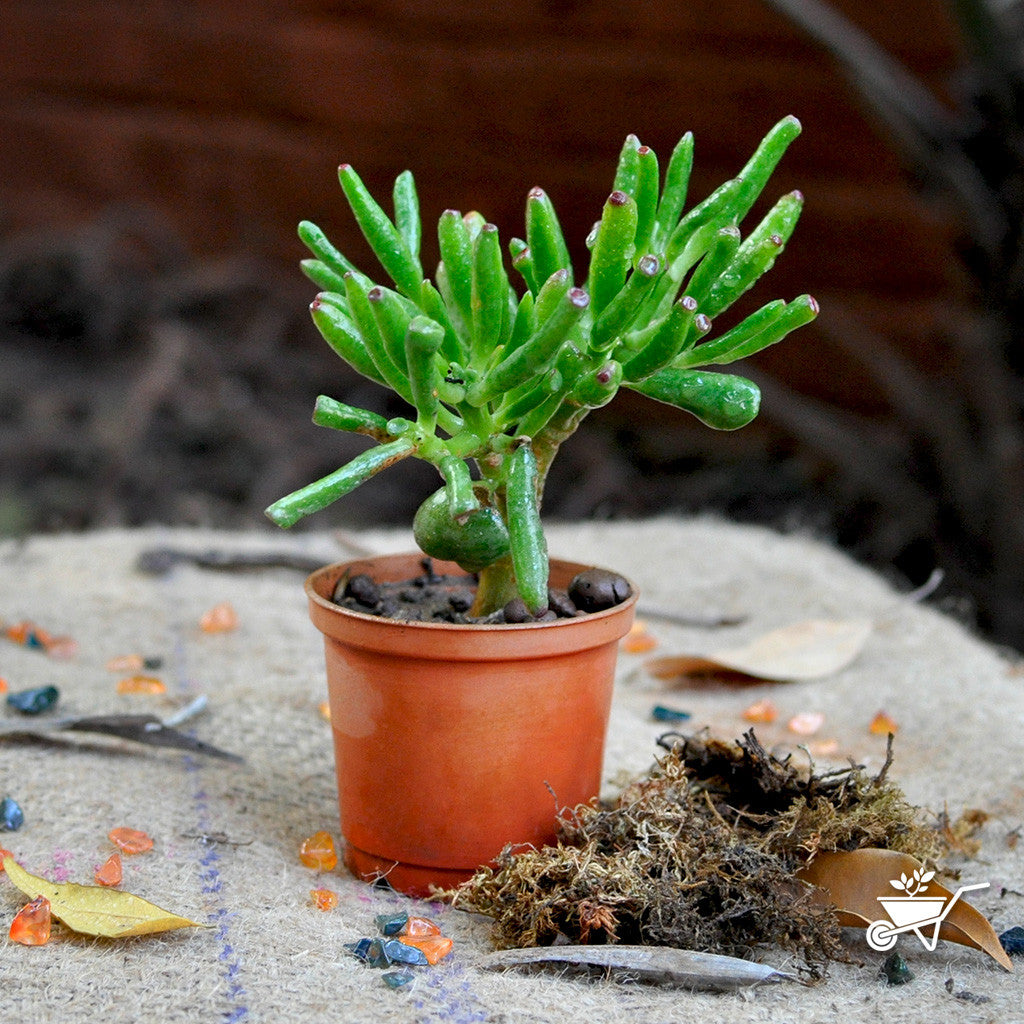  Crassula Ovata Gollum Succulent Plant