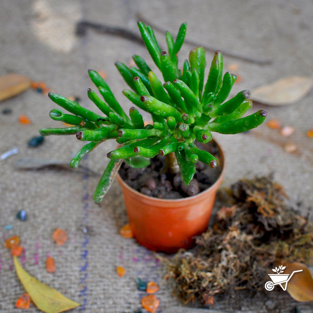  Crassula Ovata Gollum Succulent Plant