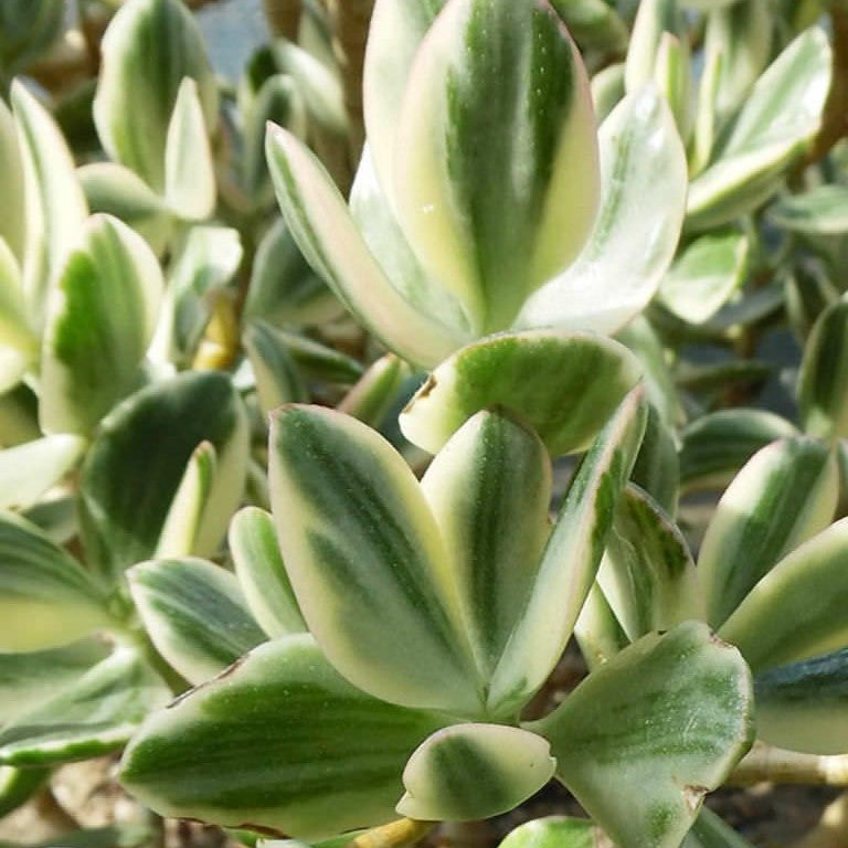  Crassula Ovata Lemon & Lime Succulent Plant
