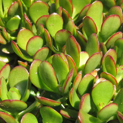  Crassula Ovata Compacta Succulent Plant
