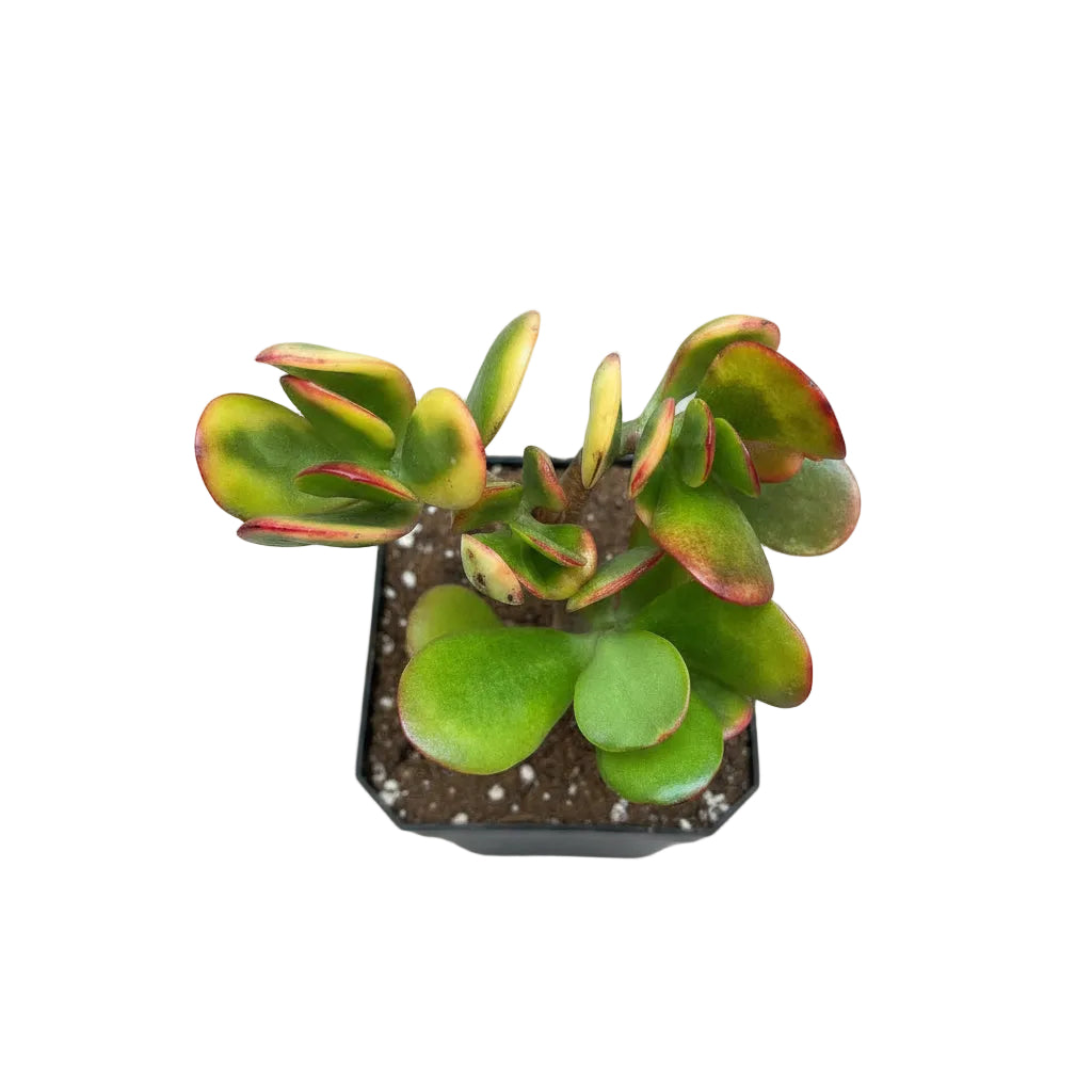  Crassula Ovata Hummels Sunset Succulent Plant