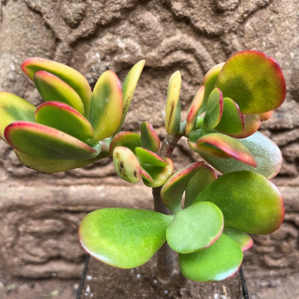  Crassula Ovata Hummels Sunset Succulent Plant