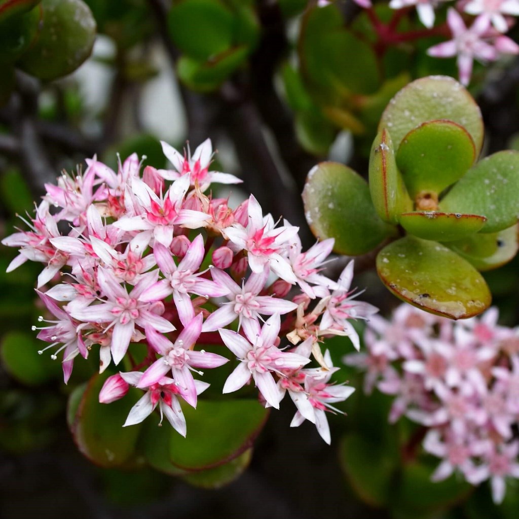  Crassula Ovata Hummels Sunset Succulent Plant