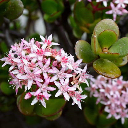  Crassula Ovata Hummels Sunset Succulent Plant
