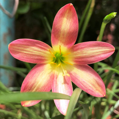  Rain Lily 'Crimson Sunset' (Bulbs)