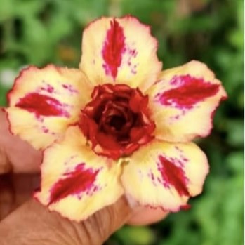  Crimson Burst Adenium Plant
