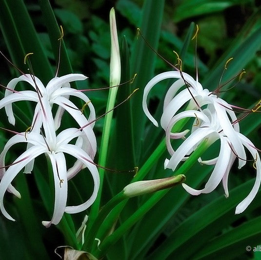  Crinum Amoenum (Bulbs)