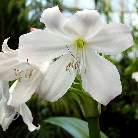  Crinum Moorei Album (Bulbs)