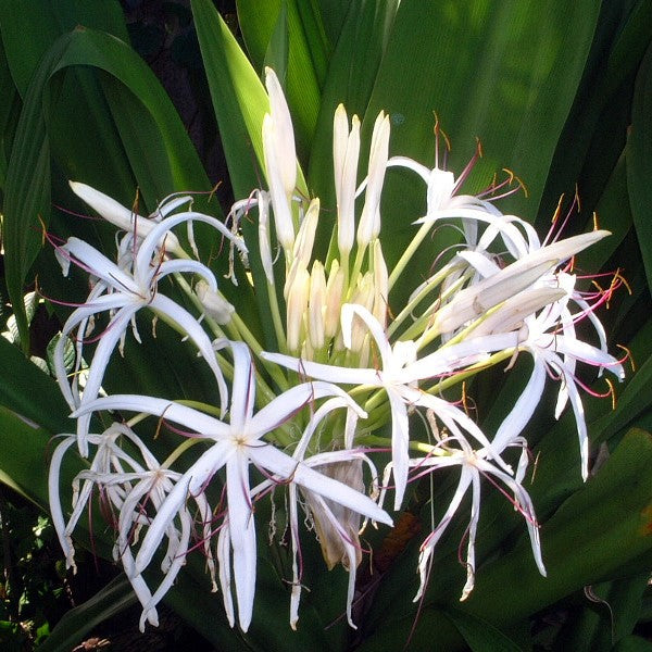  Crinum Asiaticum (Bulbs)