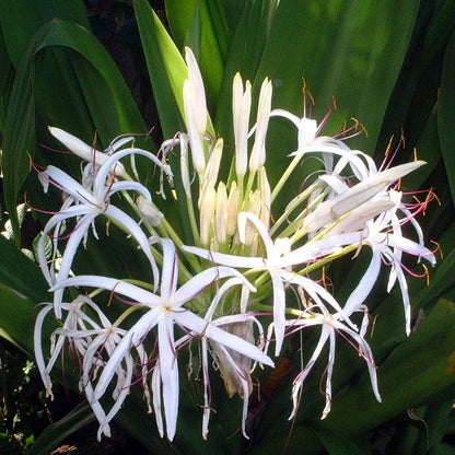  Crinum Asiaticum (Bulbs)