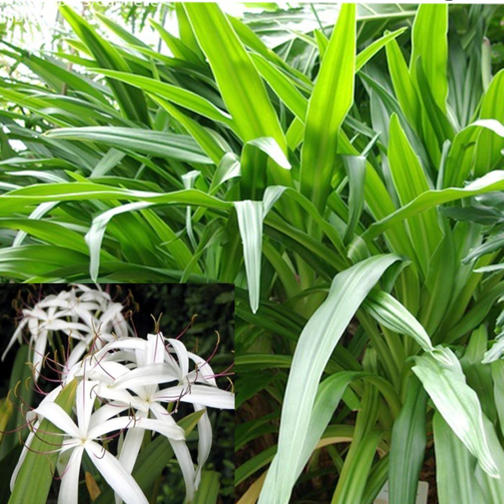  Crinum Asiaticum (Bulbs)