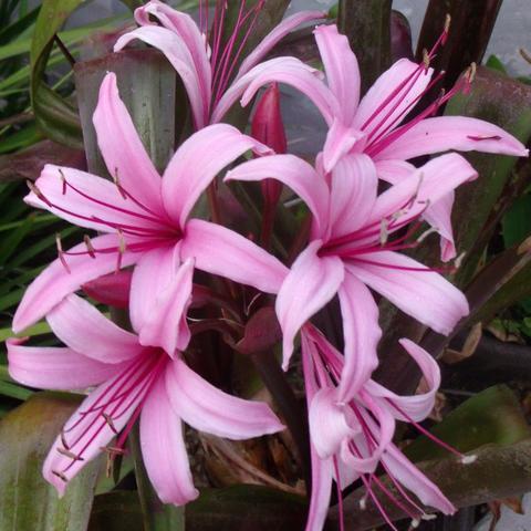 Crinum Menehune (Bulbs)