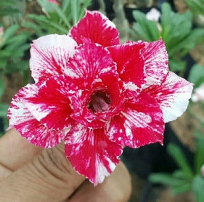  Crispum Hybrid 'Burgundy Blossom' Adenium Plant