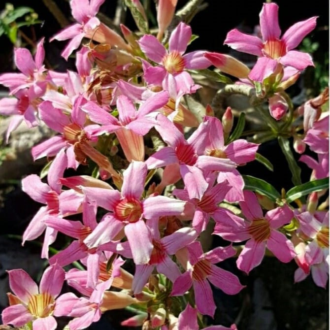  Crispum Hybrid 'Flamingo Dazzle' Adenium Plant