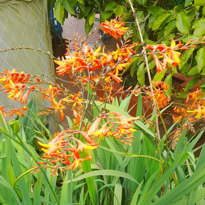  Crocosmia 'Crocosmiiflora' (Bulbs)