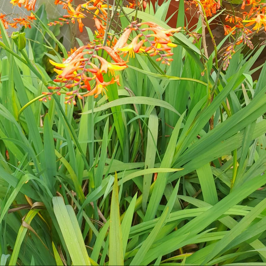  Crocosmia 'Crocosmiiflora' (Bulbs)