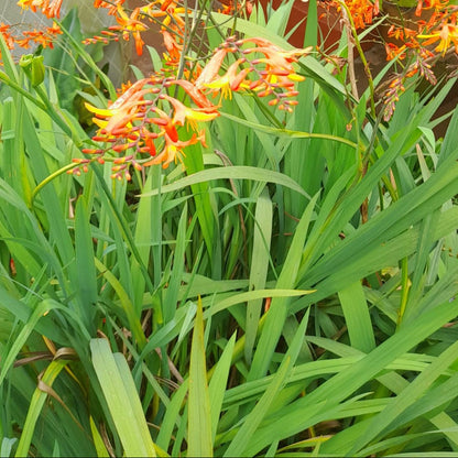  Crocosmia 'Crocosmiiflora' (Bulbs)