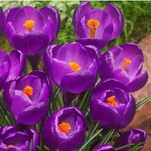 Crocus ‘Flower Record’ ( Bulbs)