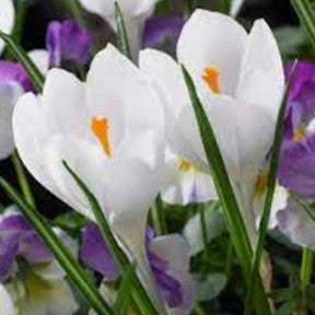  Crocus ‘Jeanne D’Arc’ ( Bulbs)