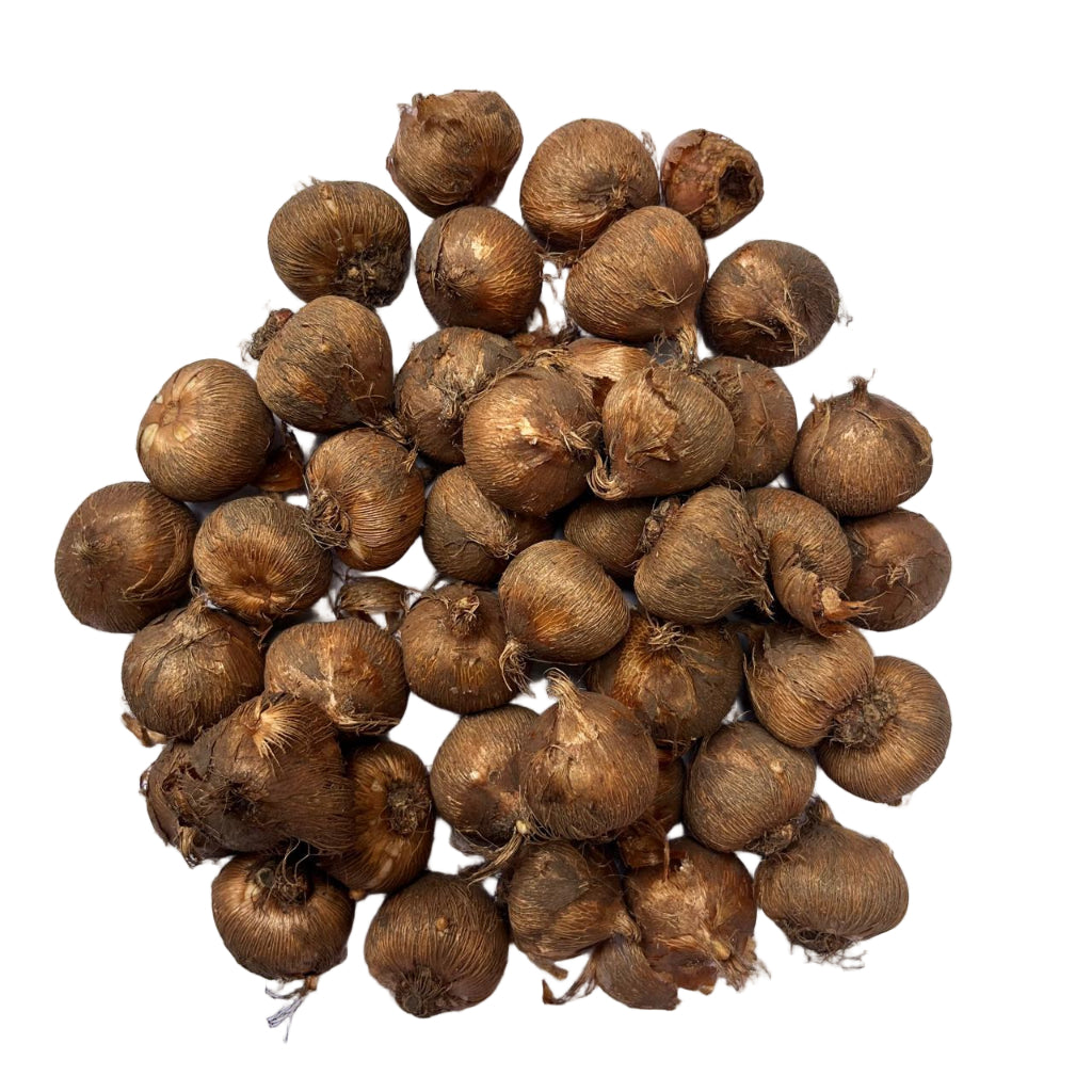  Crocus 'Pickwick' ( Bulbs)