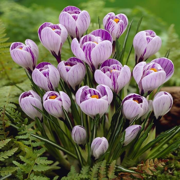  Crocus 'Pickwick' ( Bulbs)