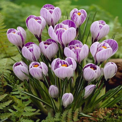 Crocus 'Pickwick' ( Bulbs)
