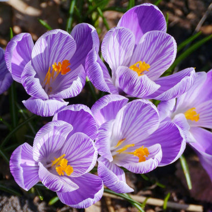  Crocus 'Pickwick' ( Bulbs)