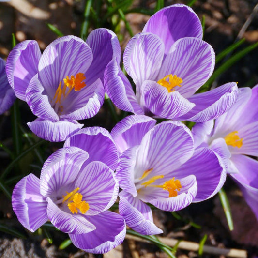  Crocus 'Pickwick' ( Bulbs)