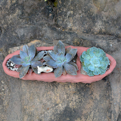  Crude Partitioned Rectangle Terracotta Pot