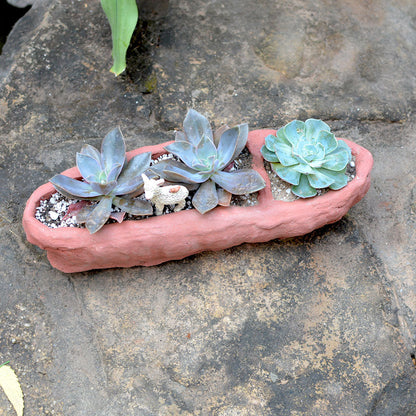  Crude Partitioned Rectangle Terracotta Pot