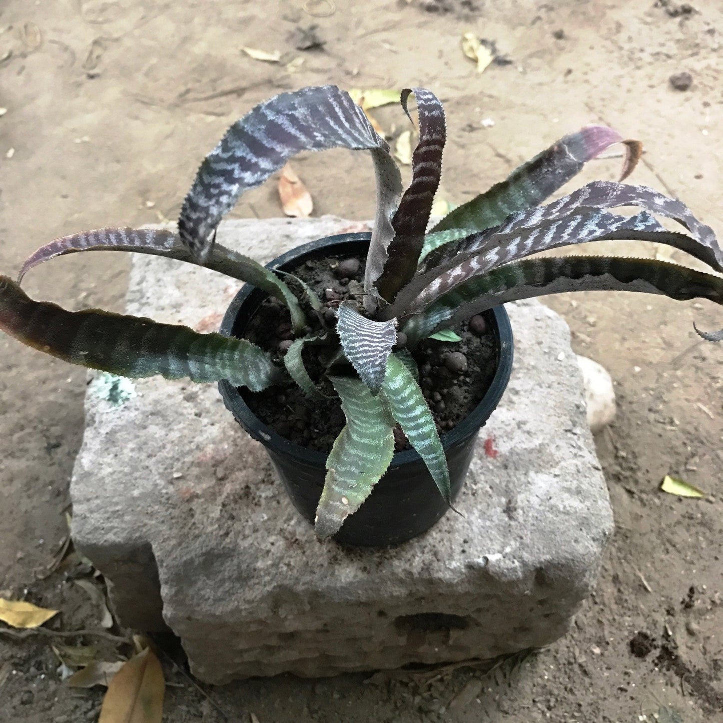  Cryptanthus Zonatus Fosterianus Plant
