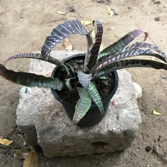  Cryptanthus Zonatus Fosterianus Plant