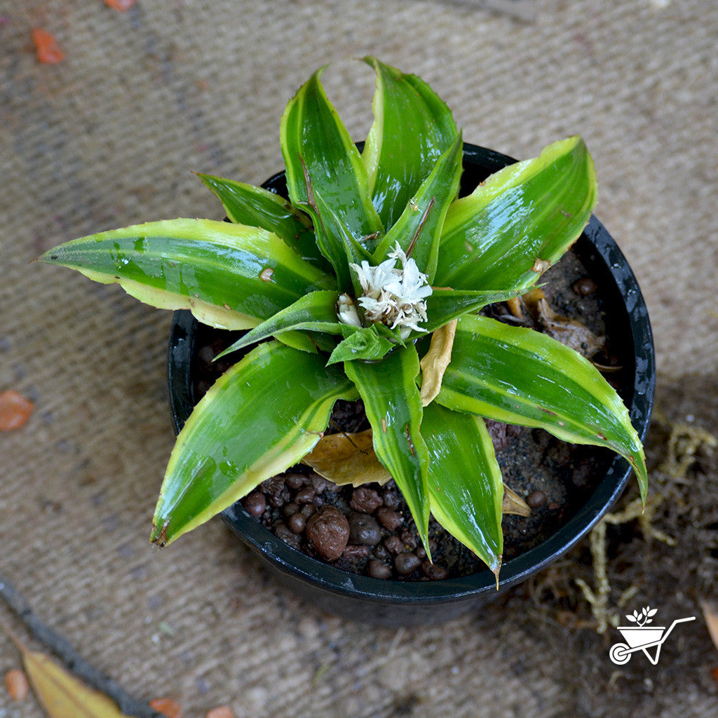  Cryptanthus Acaulis Variegata Earth Star Plant