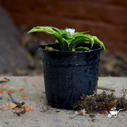  Cryptanthus Acaulis Variegata Earth Star Plant