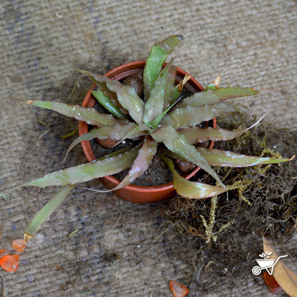 Cryptanthus Lacerdae Menescal Plant