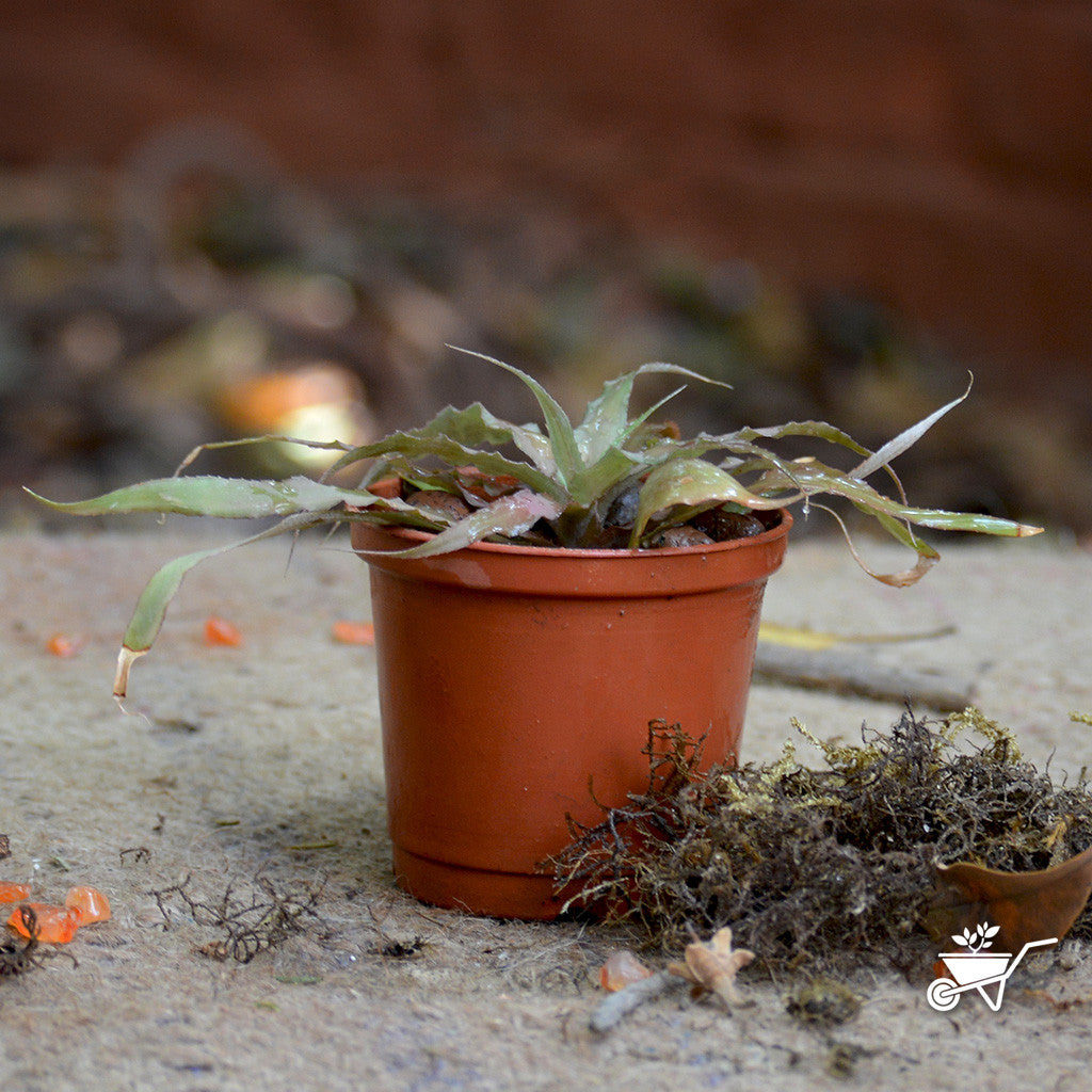  Cryptanthus Lacerdae Menescal Plant