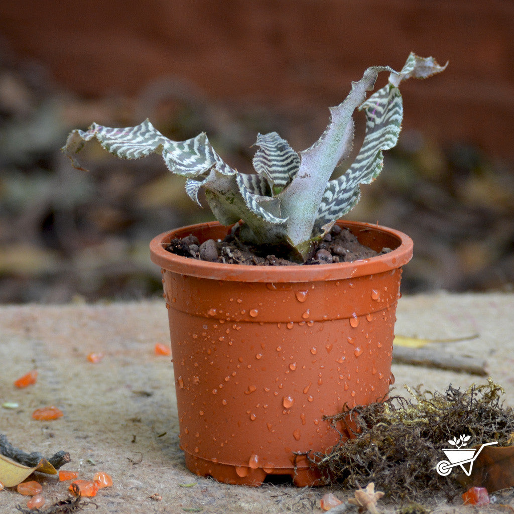  Cryptanthus Zonatus Zebrina Plant