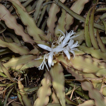  Cryptanthus Acaulis Var. Ruber Plant