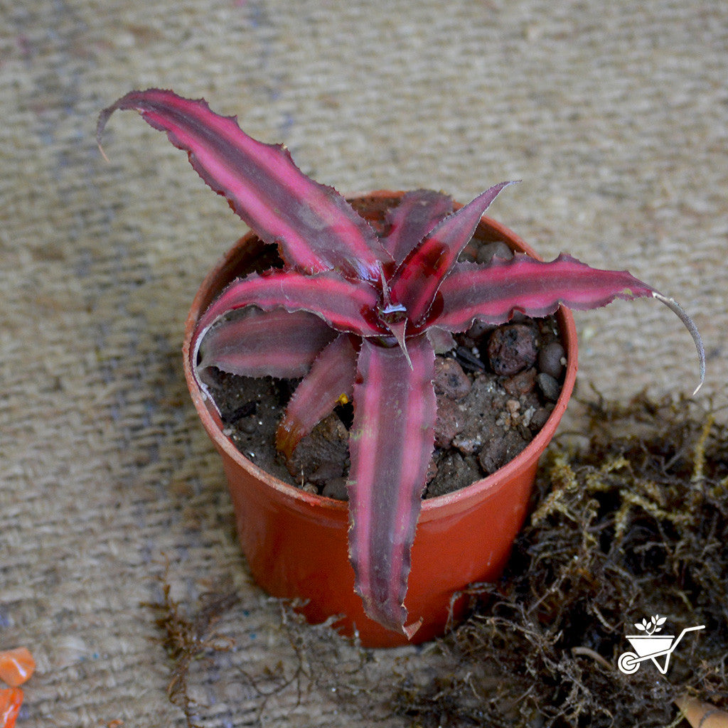  Cryptanthus Bivittatus Red Star Plant