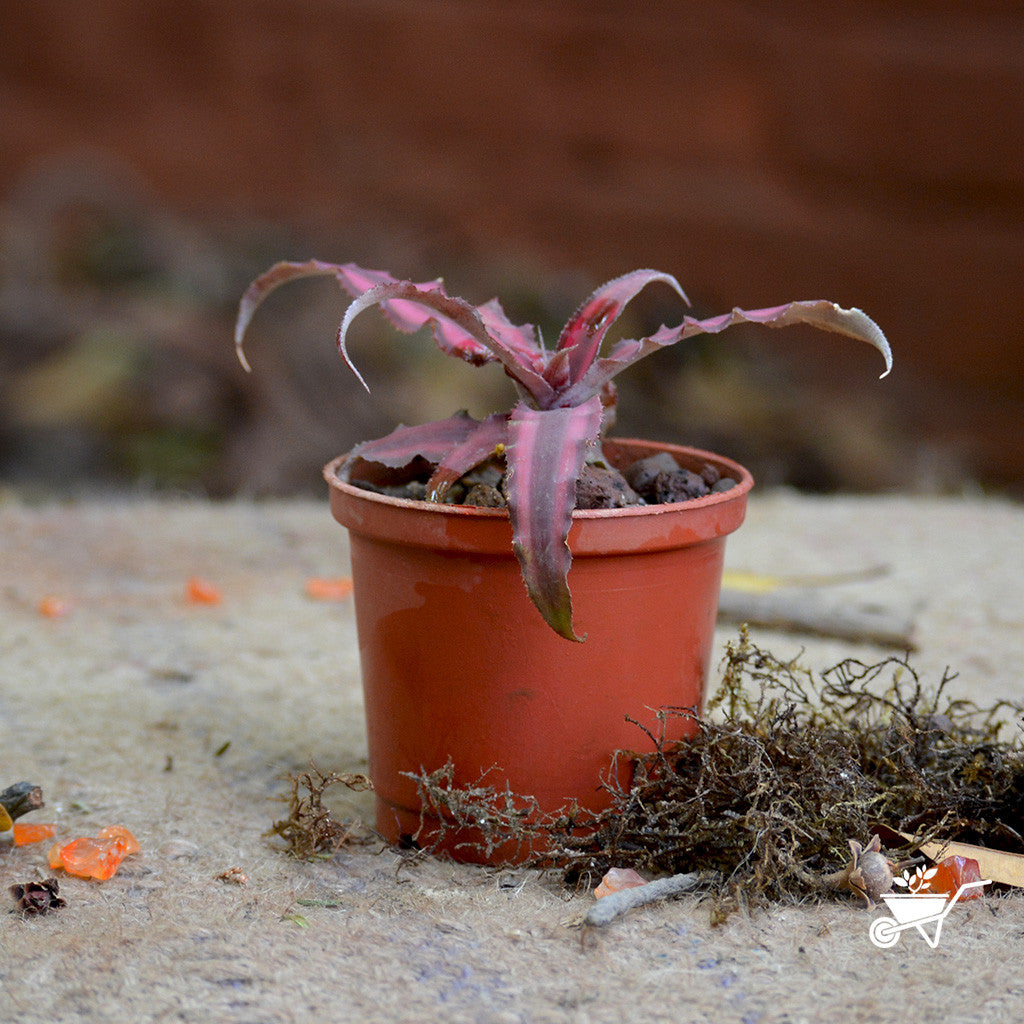  Cryptanthus Bivittatus Red Star Plant