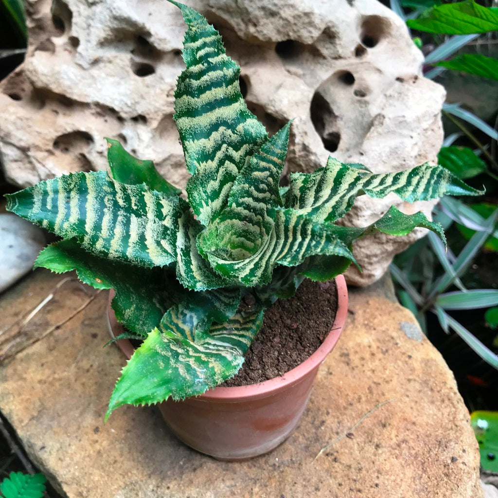  Cryptanthus Zonatus Viridis Plant