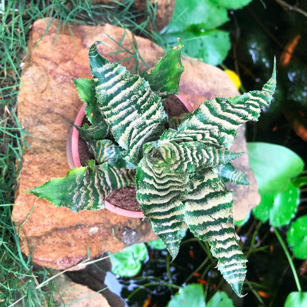  Cryptanthus Zonatus Viridis Plant