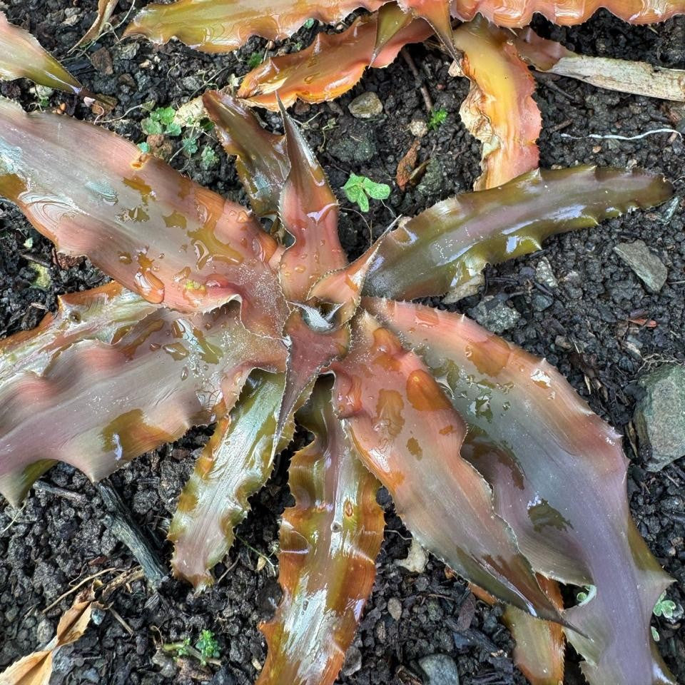  Cryptanthus Acaulis Var. Ruber Plant