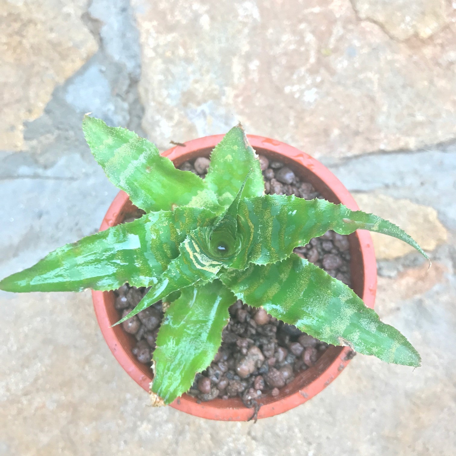  Cryptanthus Beuckeri Plant
